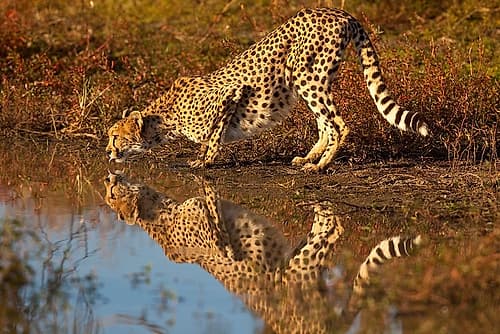 Namibia Adult cheetah drinking and reflecting in water Wildlife Print